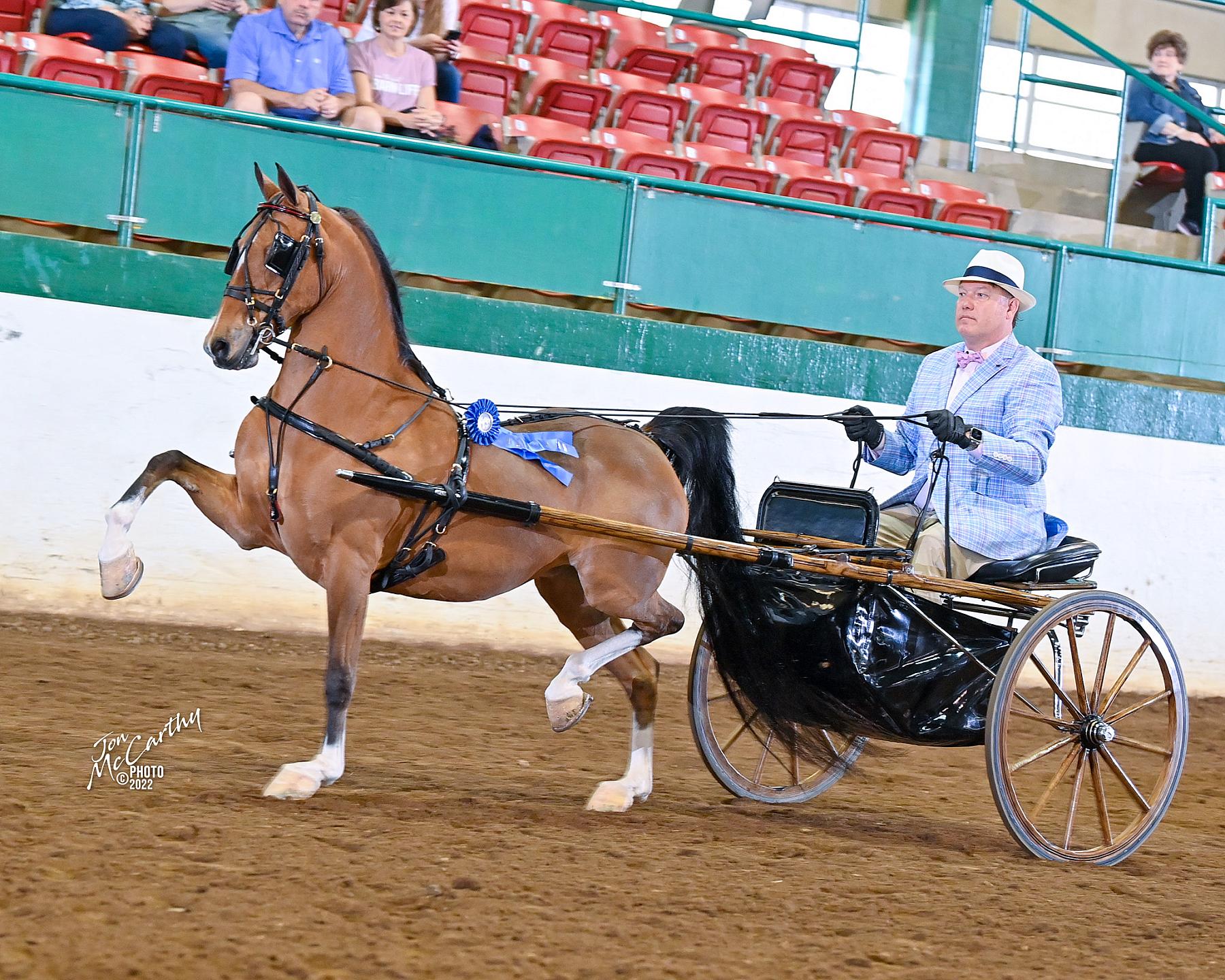 2022 Raleigh Invitational FRIDAY MORNING APRIL 15 053 Roadster Horse Under Saddle